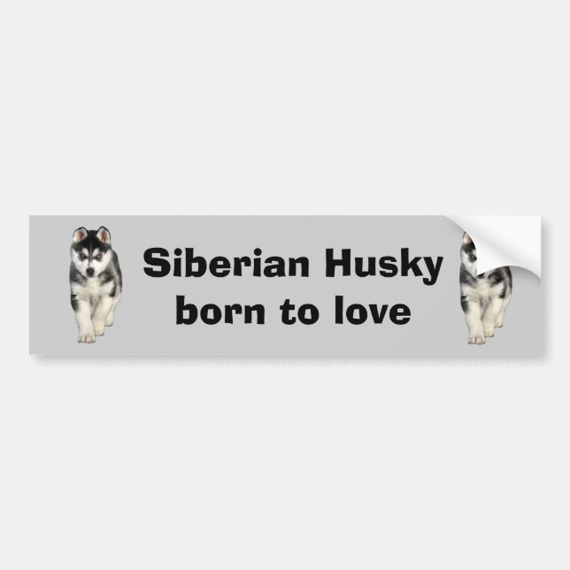 Siberian Husky Bumper Sticker (Front)