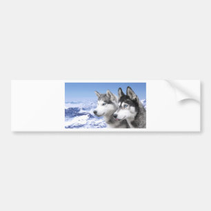 Siberian Husky Bumper Sticker
