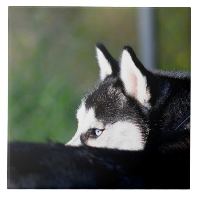 Siberian Husky Ceramic Tile (Front)