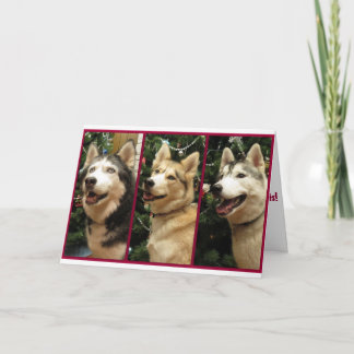 Siberian Husky Christmas Holiday Card