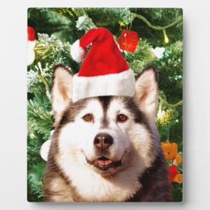 Siberian Husky Christmas Tree Ornaments Snowman Plaque