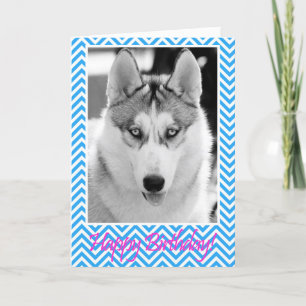 Siberian Husky Dog Blue Happy Birthday Card