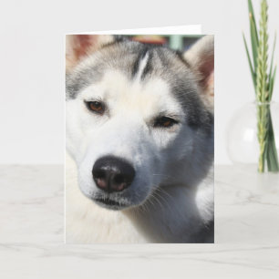 Siberian Husky Dog Greeting Card
