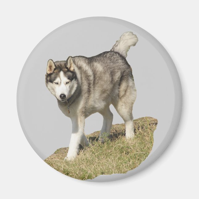 Siberian Husky Dog Magnet (Front)