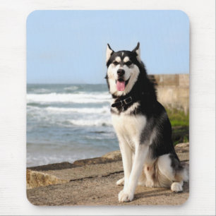 Siberian Husky Dog on Beach Computer Mouse Pad