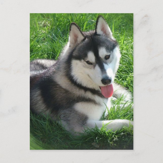 Siberian Husky Dog Postcard (Front)