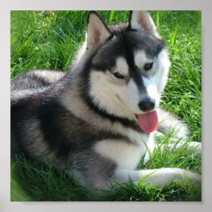 Siberian Husky Dog Print