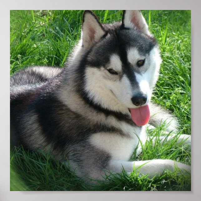Siberian Husky Dog Print (Front)