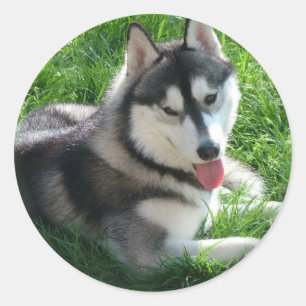 Siberian Husky Dog Sticker