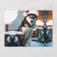 Siberian Husky dog wearing santa hat