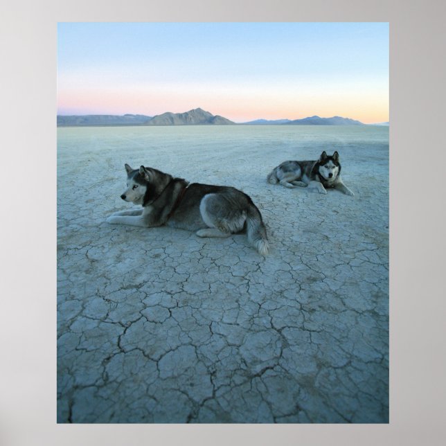 Siberian Husky Dogs, Global Warming Poster (Front)
