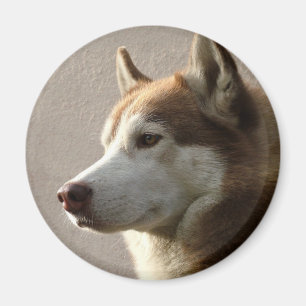 Siberian Husky Dogs Magnet