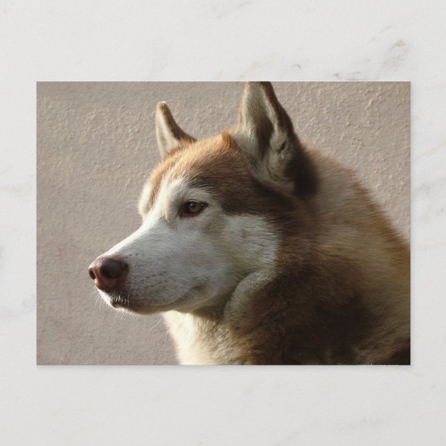 Siberian Husky Dogs Postcard (Front)