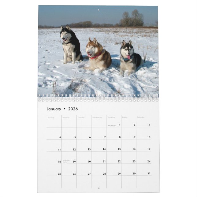 Siberian Husky Dogs Wall Calendar (Jan 2026)