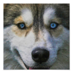 SIBERIAN HUSKY “FAR EYES” PHOTO PRINT