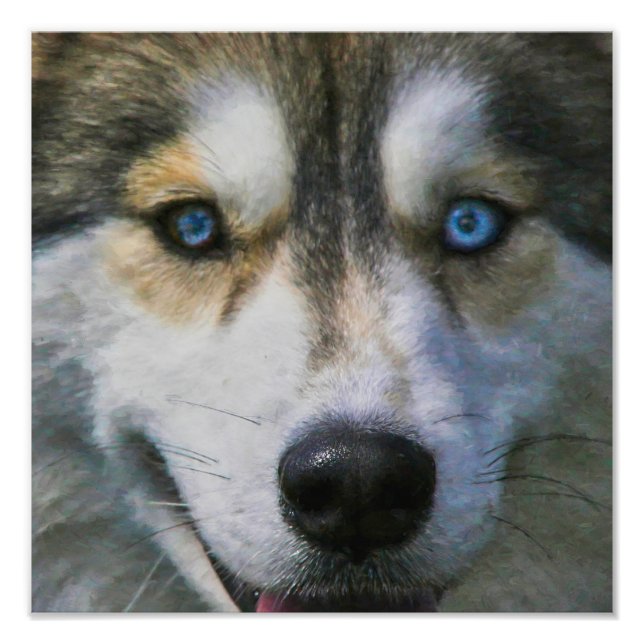 SIBERIAN HUSKY “FAR EYES” PHOTO PRINT (Front)