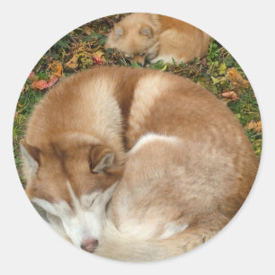 Siberian Husky & German Klein Spitz Pomeranian Classic Round Sticker