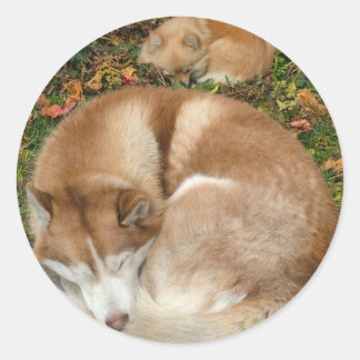 klein spitz pomeranian siberian husky stickers zazzle au klein spitz pomeranian siberian husky stickers zazzle au