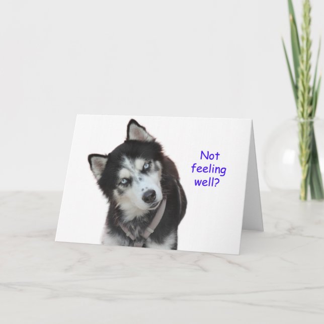 Siberian Husky Get Well Card (Front)