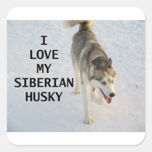 siberian husky grey and white love w pic square sticker