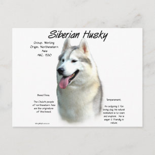 Siberian Husky History Design Postcard