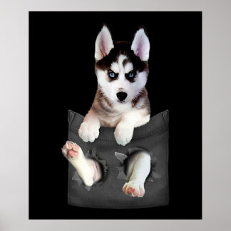 Siberian Husky In Pocket Puppy Poster