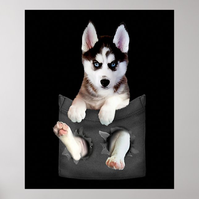 Siberian Husky In Pocket Puppy Poster (Front)