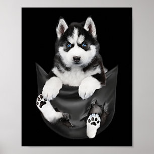Siberian Husky In Pocket Puppy Poster