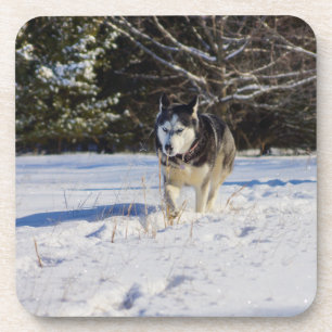 Siberian Husky In The Snow Coaster