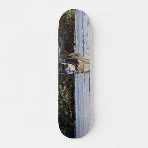 Siberian Husky In The Snow Skateboard