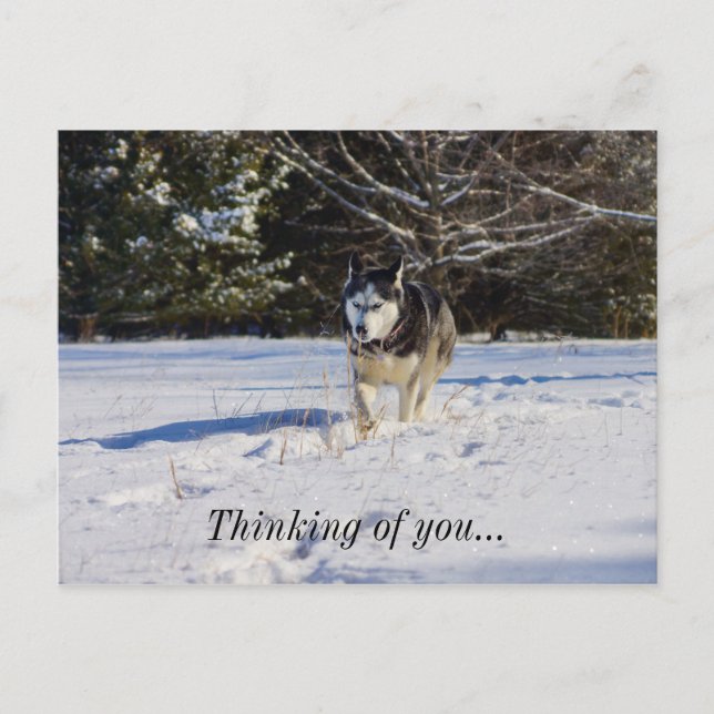 Siberian Husky In The Snow Thinking Of You Postcard (Front)