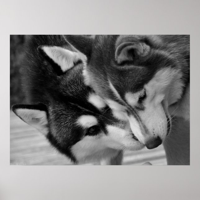 Siberian Husky Love 2 Poster (Front)