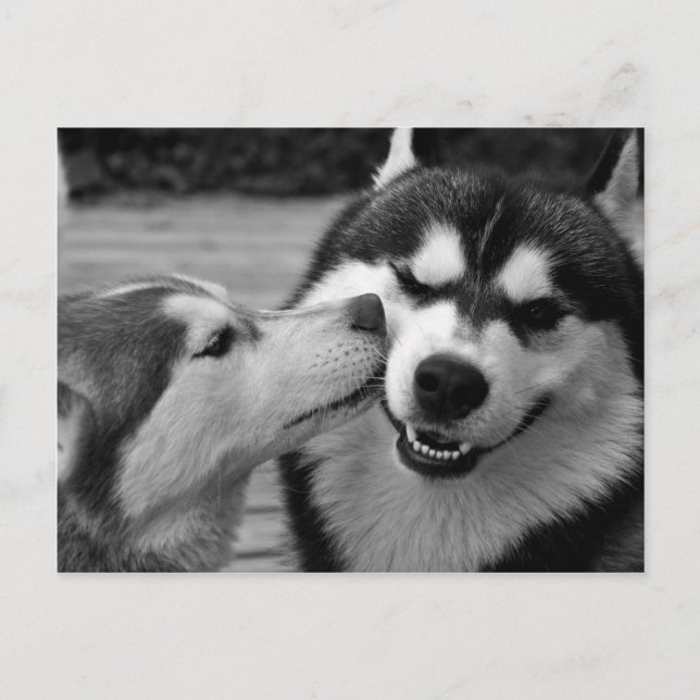 Siberian Husky love Postcard (Front)