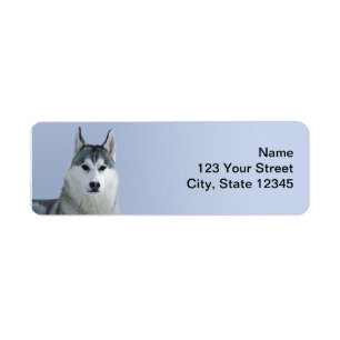 Siberian Husky on Blue Background Return Address Label