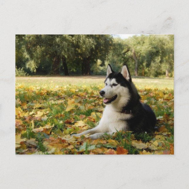 Siberian Husky Postcard (Front)