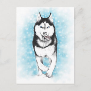 Siberian Husky Postcard