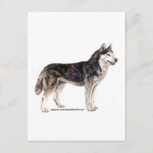 Siberian Husky! Postcard