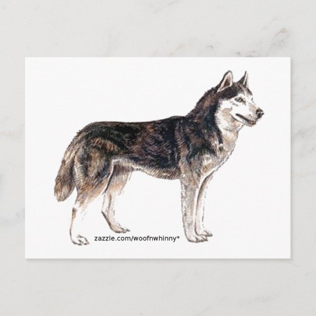 Siberian Husky! Postcard (Front)