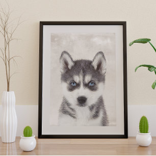 Siberian Husky Poster