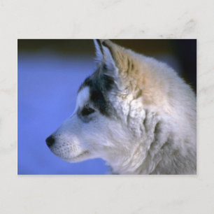 Siberian Husky pup Postcard