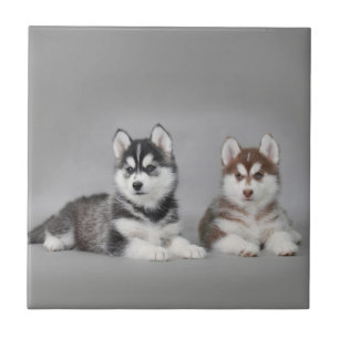 Siberian husky puppies ceramic tile