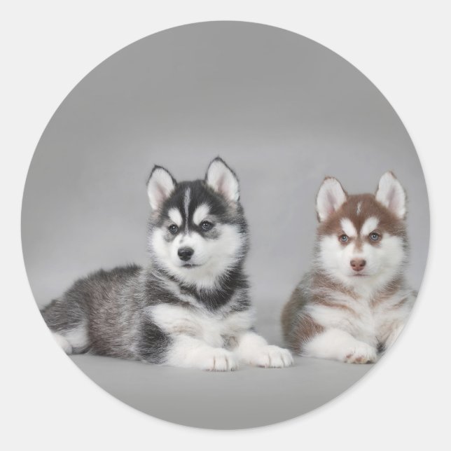 Siberian husky puppies classic round sticker (Front)