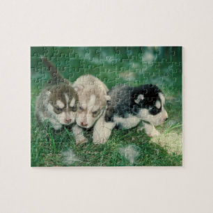 Siberian Husky Puppies Dog Puzzle
