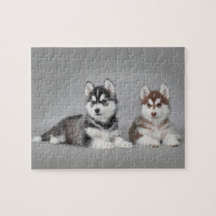 Siberian husky puppies jigsaw puzzle