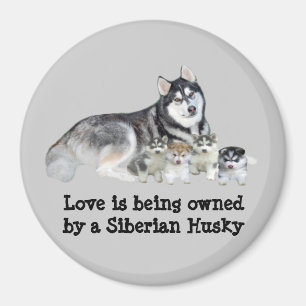 Siberian Husky & Puppies Magnet