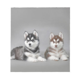 Siberian husky puppies notepad