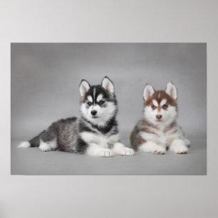Siberian husky puppies poster