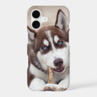 Siberian Husky Puppy at the Beach