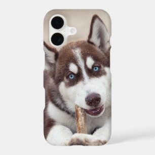 Siberian Husky Puppy at the Beach