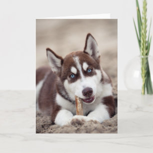 Siberian Husky Puppy at the Beach Card